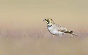 Horned Lark