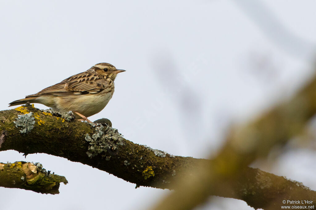 Woodlark