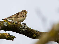 Woodlark