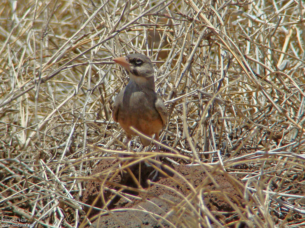 Masked Larkadult, identification