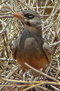 Masked Lark