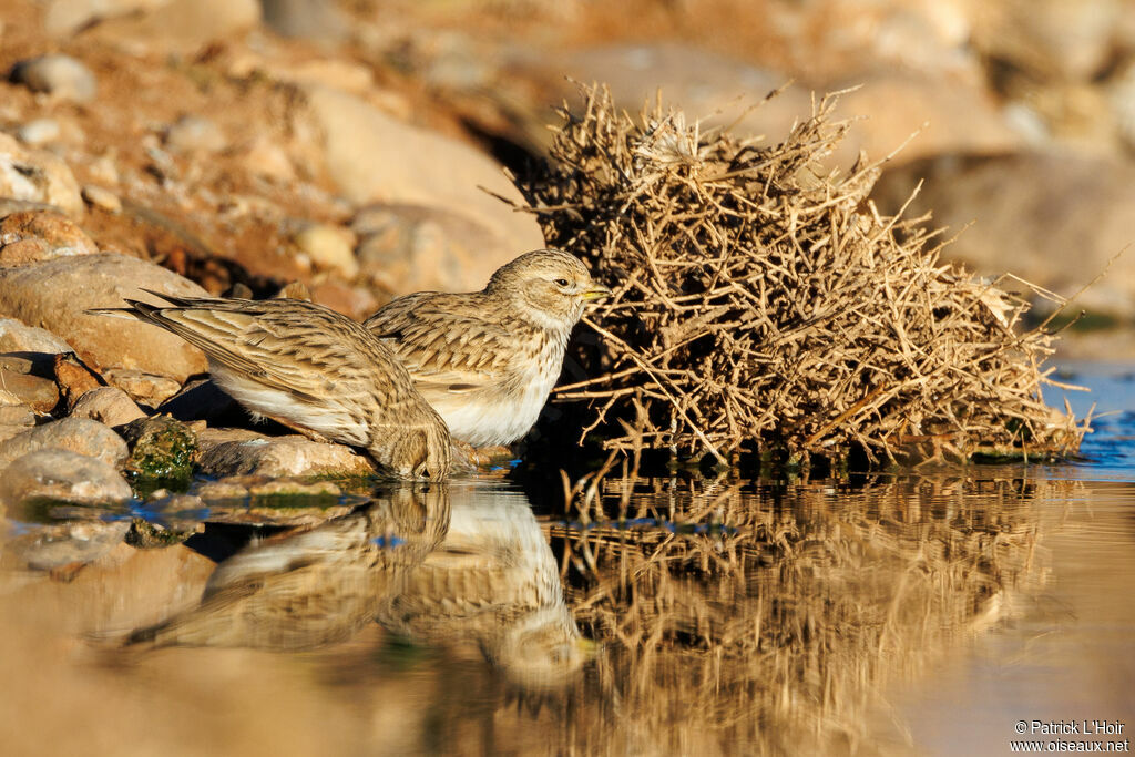 Alouette pispolette