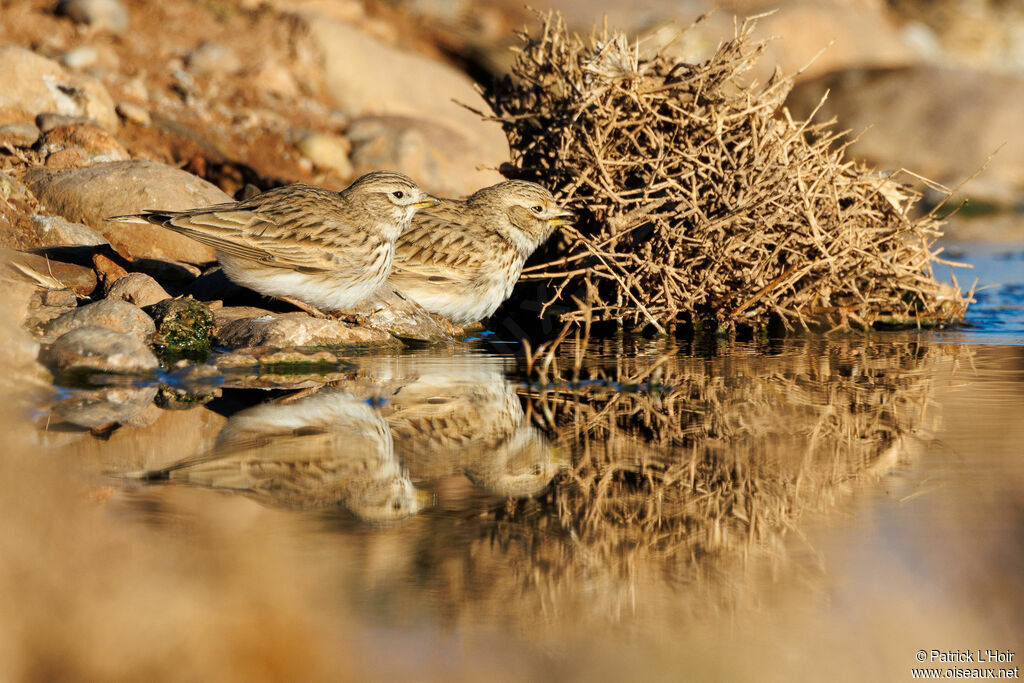 Mediterranean Short-toed Lark