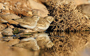 Mediterranean Short-toed Lark