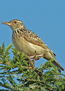 Red-winged Lark