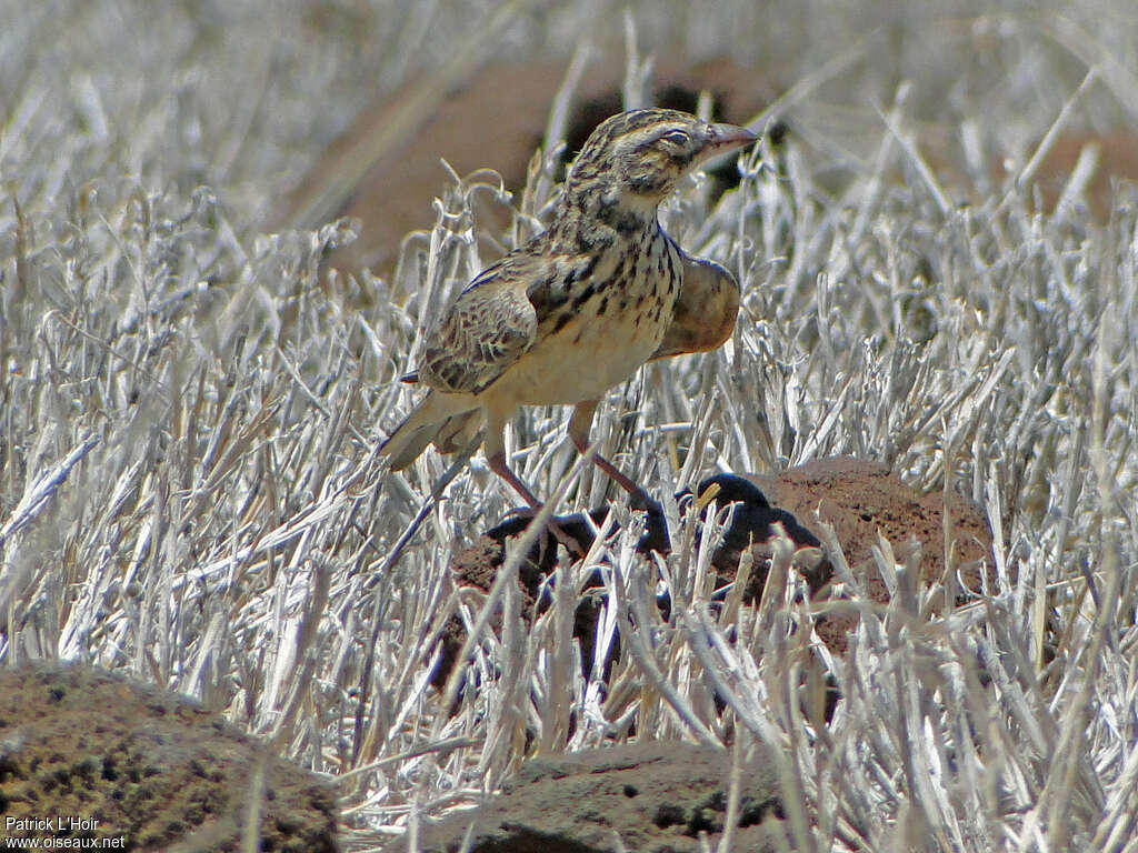 Somali Short-toed Larkadult