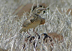 Somali Short-toed Lark