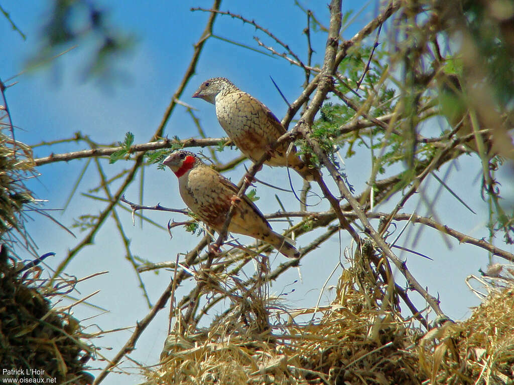 Amadine cou-coupéadulte, habitat, pigmentation, Nidification