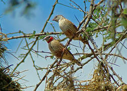 Cut-throat Finch