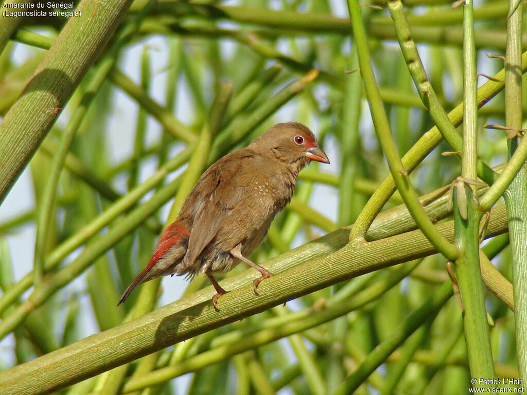 Red-billed Firefinch female adult