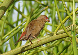 Red-billed Firefinch