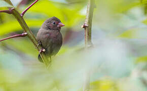 Red-billed Firefinch