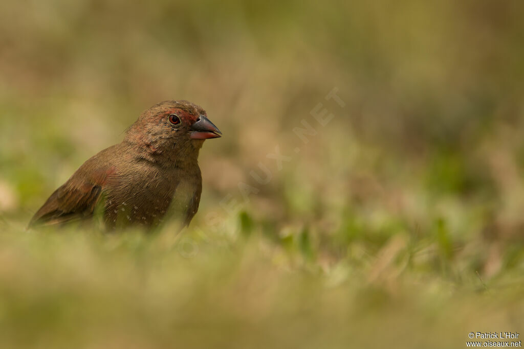 Red-billed Firefinch