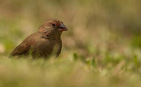 Red-billed Firefinch