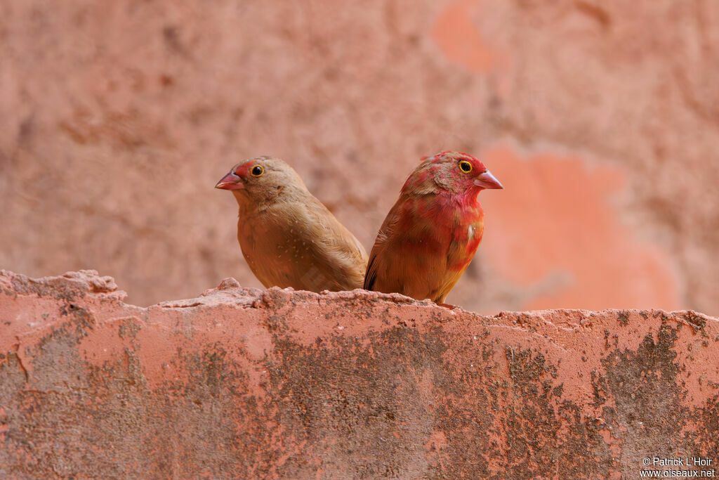 Red-billed Firefinchadult