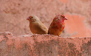 Red-billed Firefinch