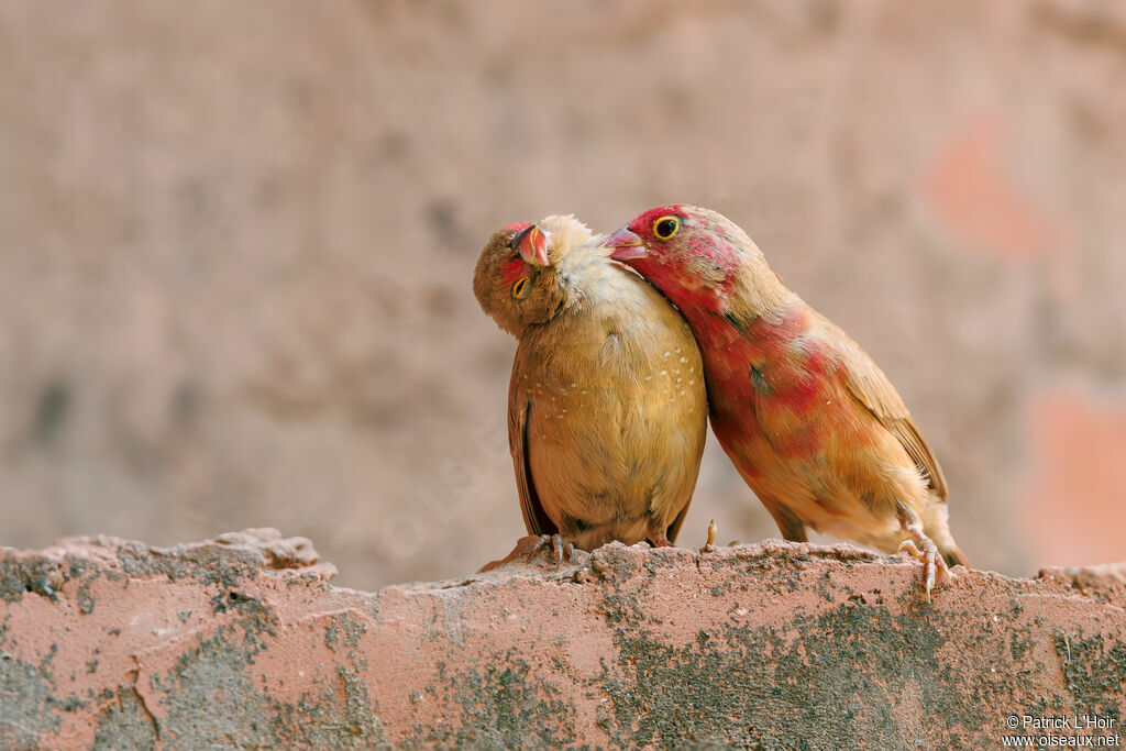 Red-billed Firefinchadult