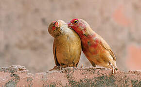 Red-billed Firefinch