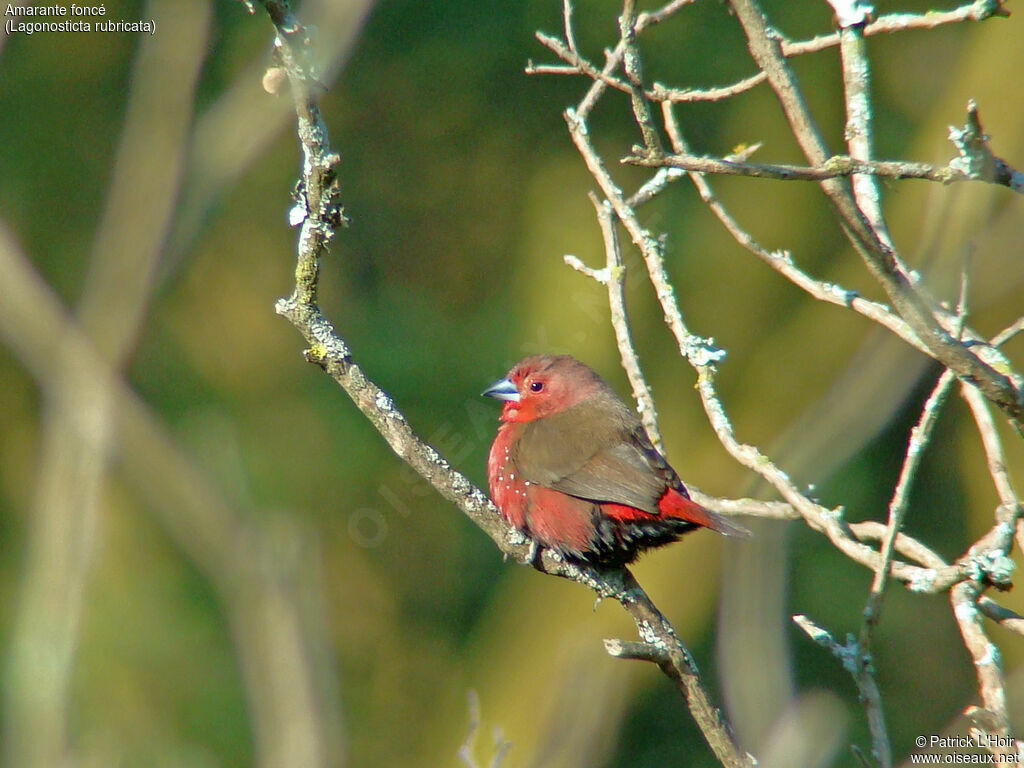 African Firefinch