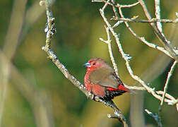 African Firefinch