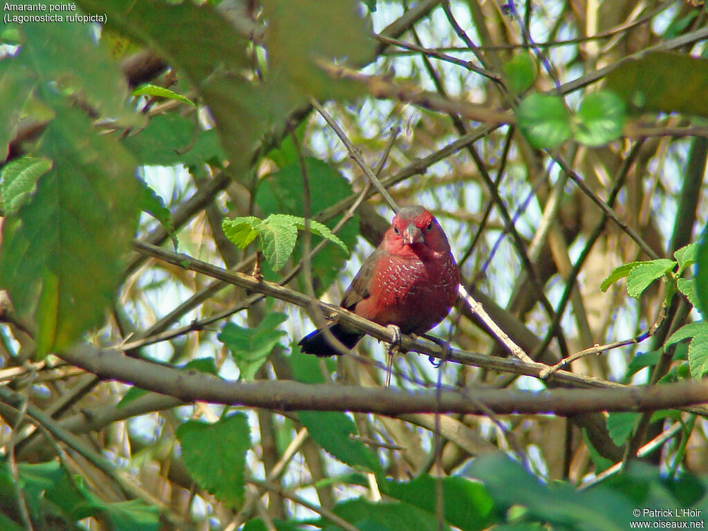 Bar-breasted Firefinch