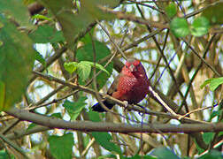 Bar-breasted Firefinch