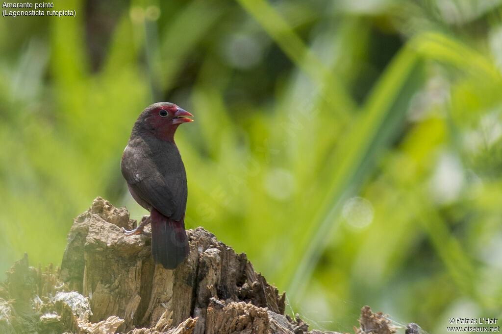 Bar-breasted Firefinch