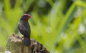 Bar-breasted Firefinch