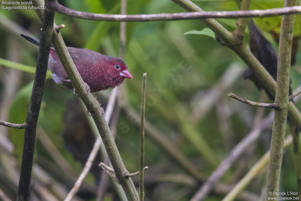 Bar-breasted Firefinchadult