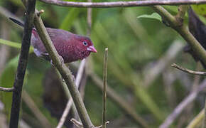 Bar-breasted Firefinch