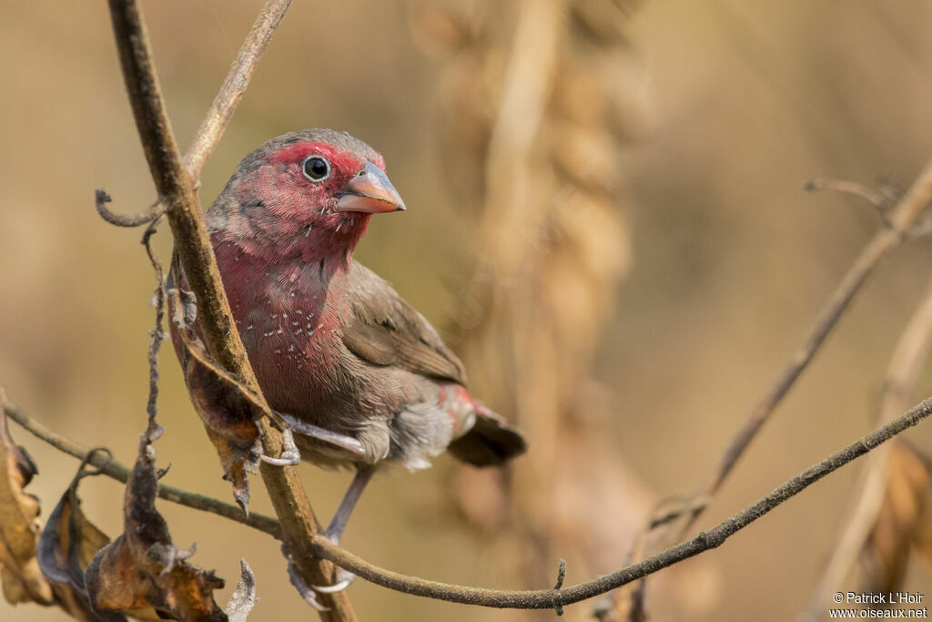 Bar-breasted Firefinch