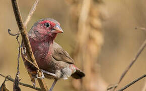 Bar-breasted Firefinch