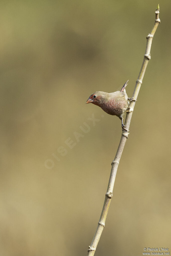 Bar-breasted Firefinch