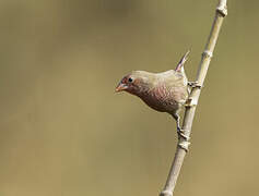 Bar-breasted Firefinch