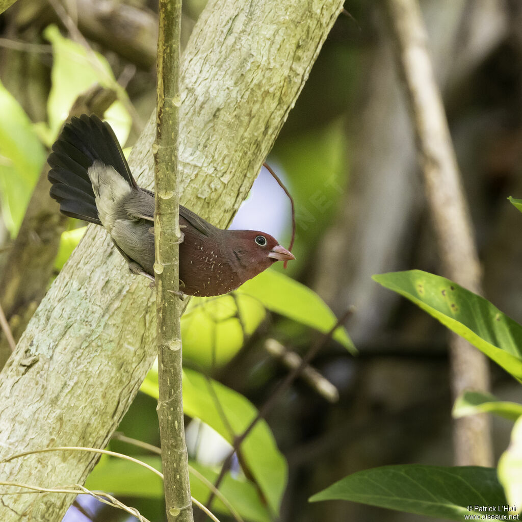 Bar-breasted Firefinchadult