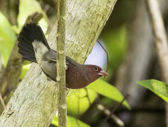 Bar-breasted Firefinch