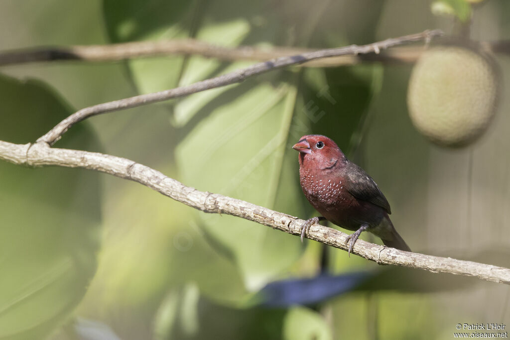 Bar-breasted Firefinchadult