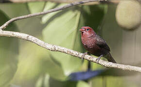 Bar-breasted Firefinch