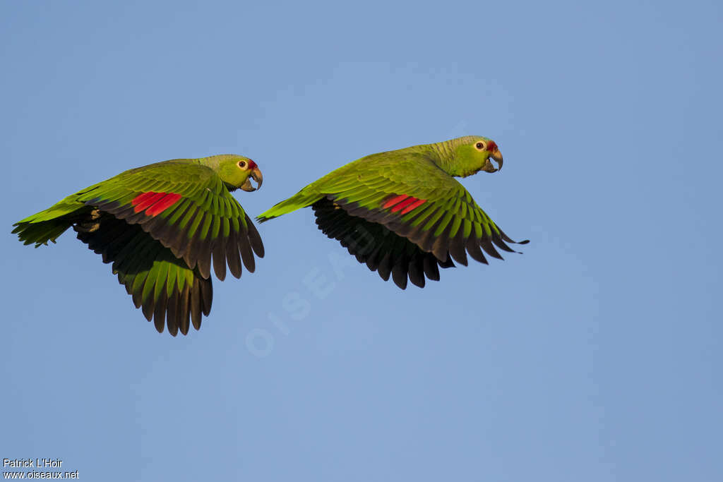 Amazone à diadème adulte, nuptial, vol