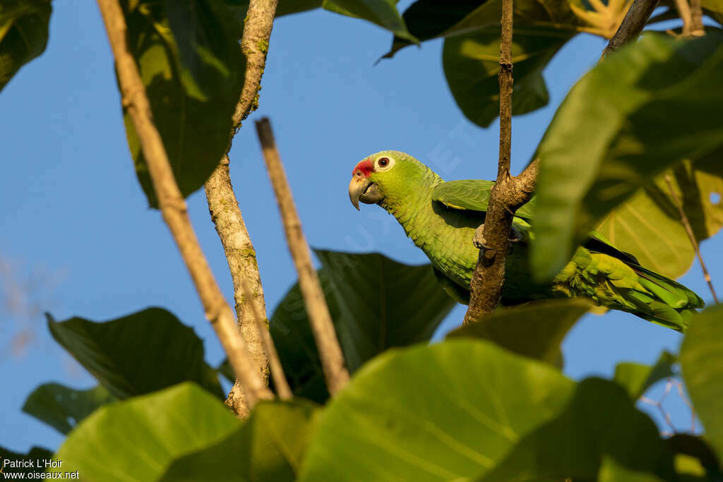 Amazone à diadème adulte, portrait