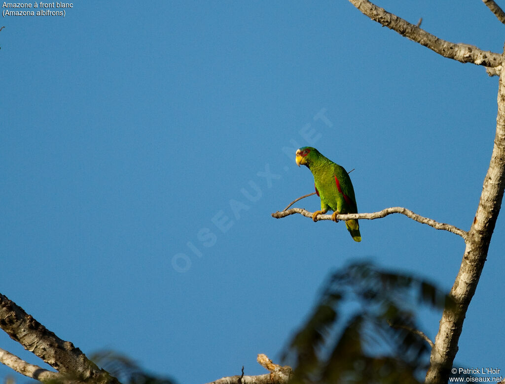 White-fronted Amazon