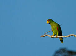 White-fronted Amazon