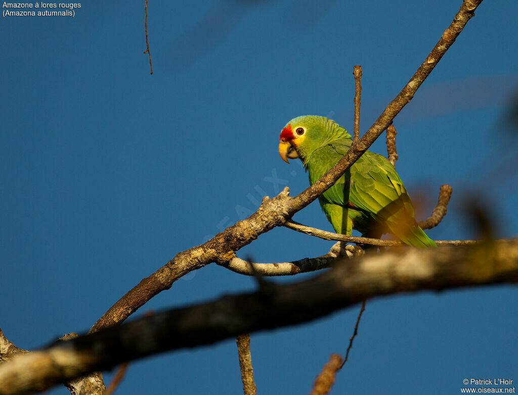 Red-lored Amazonadult