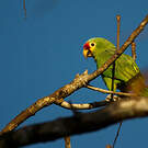 Amazone à lores rouges