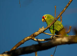 Amazone à lores rouges