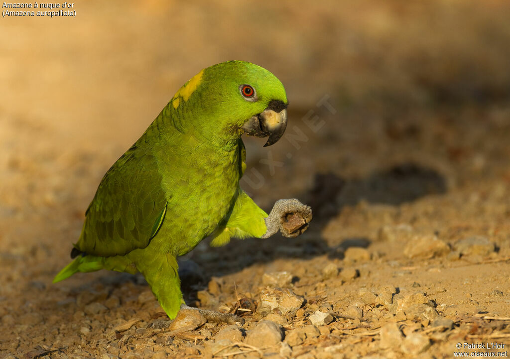 Yellow-naped Amazonadult, Behaviour