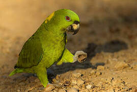 Yellow-naped Amazon