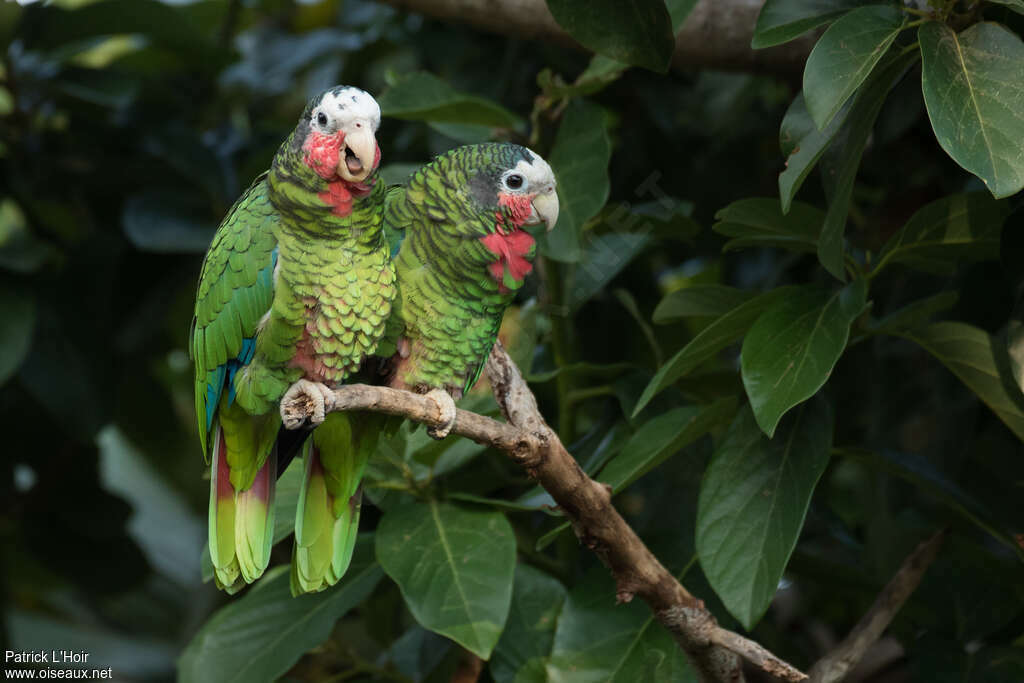 Amazone de Cubaadulte, habitat, pigmentation