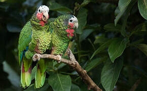 Cuban Amazon