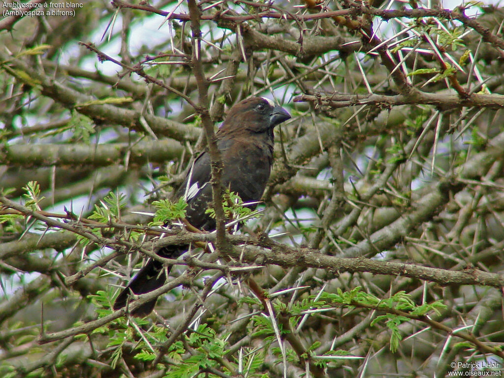 Thick-billed Weaver male adult